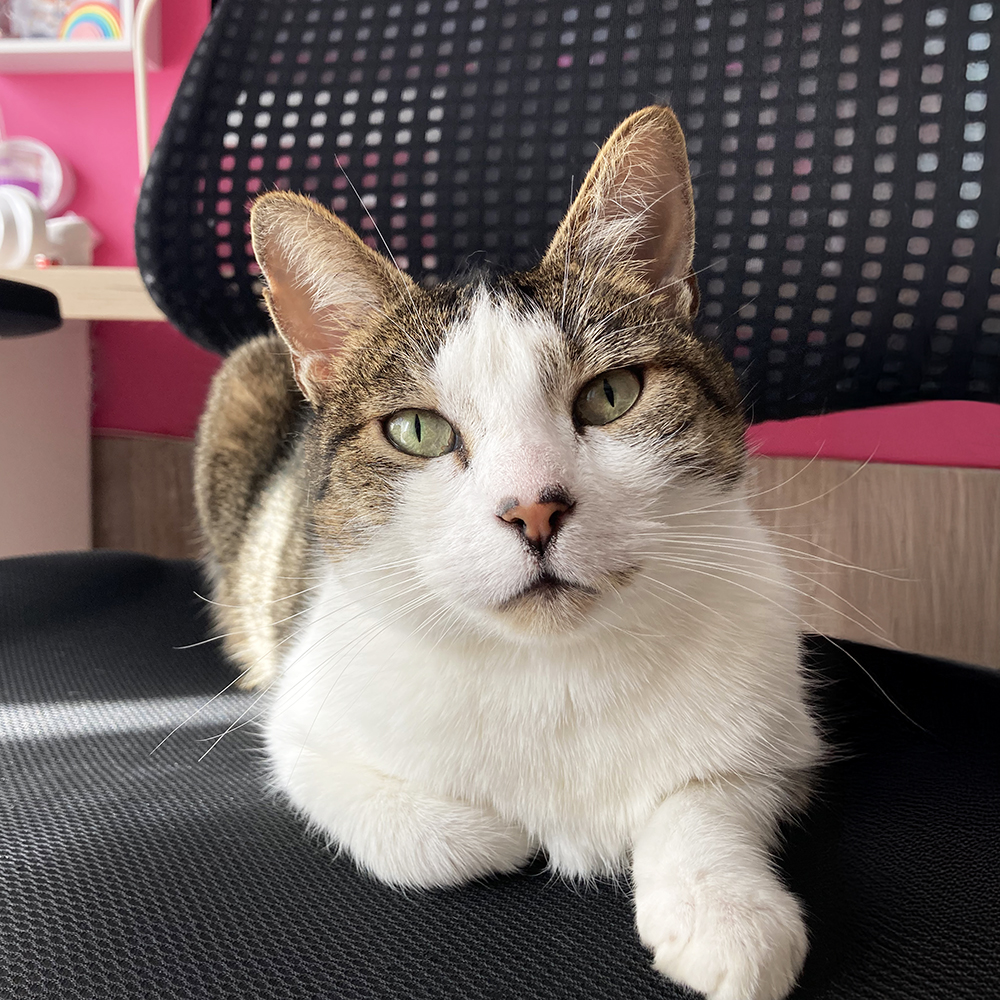 Paillette chat